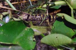 Baby Alligator in the Everglades